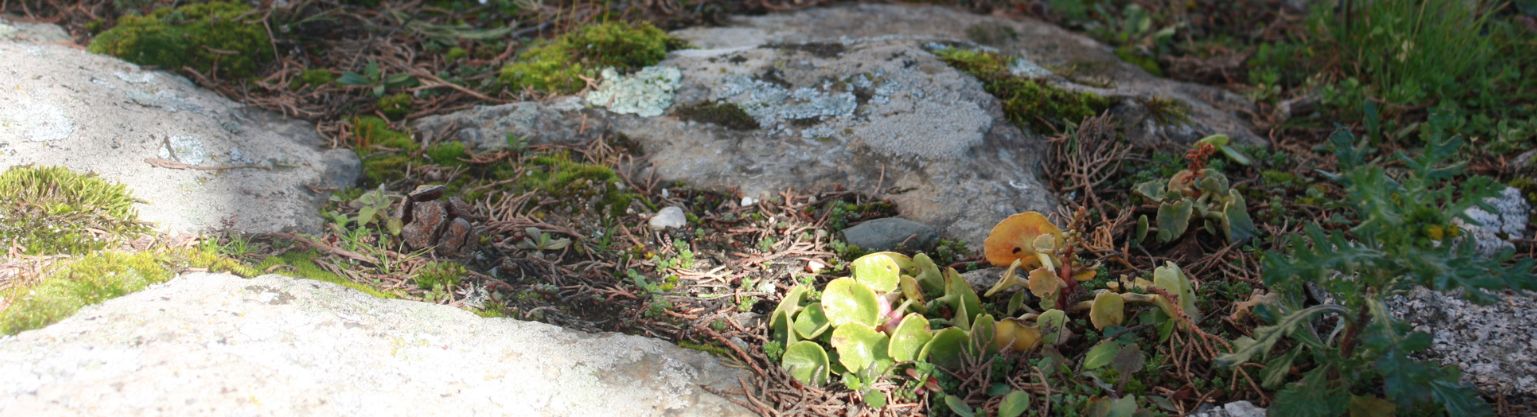 banner caminomofuenterroble